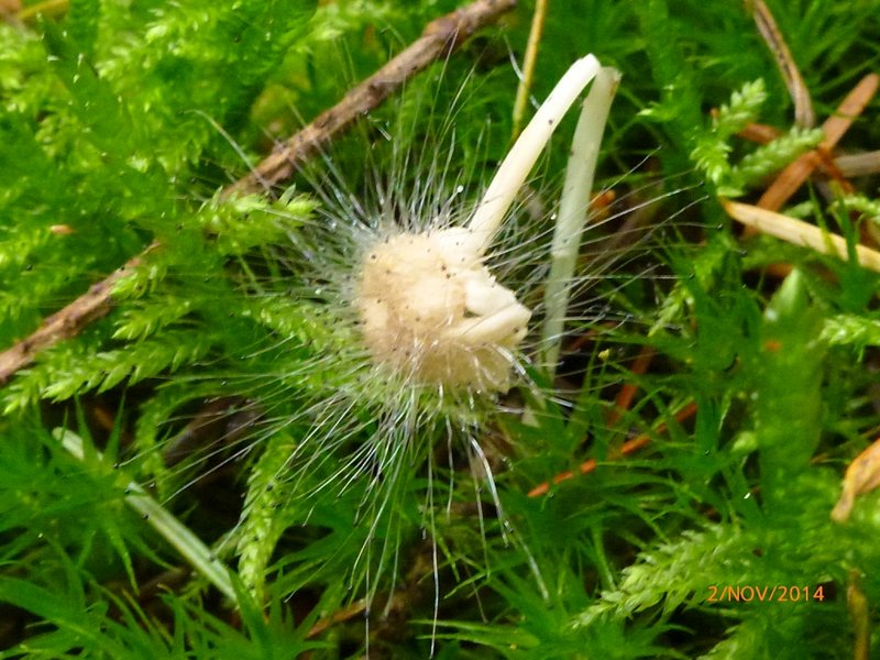 Mycène parasité par Spinellus fusiger